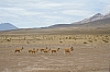 arequipa - colca canyon_00004.JPG