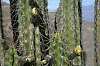 arequipa - colca canyon_00028.JPG