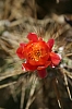 arequipa - colca canyon_00031.JPG