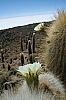 salar de uyuni_00146.JPG