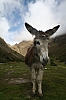 cusco - inca trail & machu pichu_00031.JPG