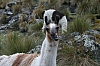 cusco - inca trail & machu pichu_00041.JPG